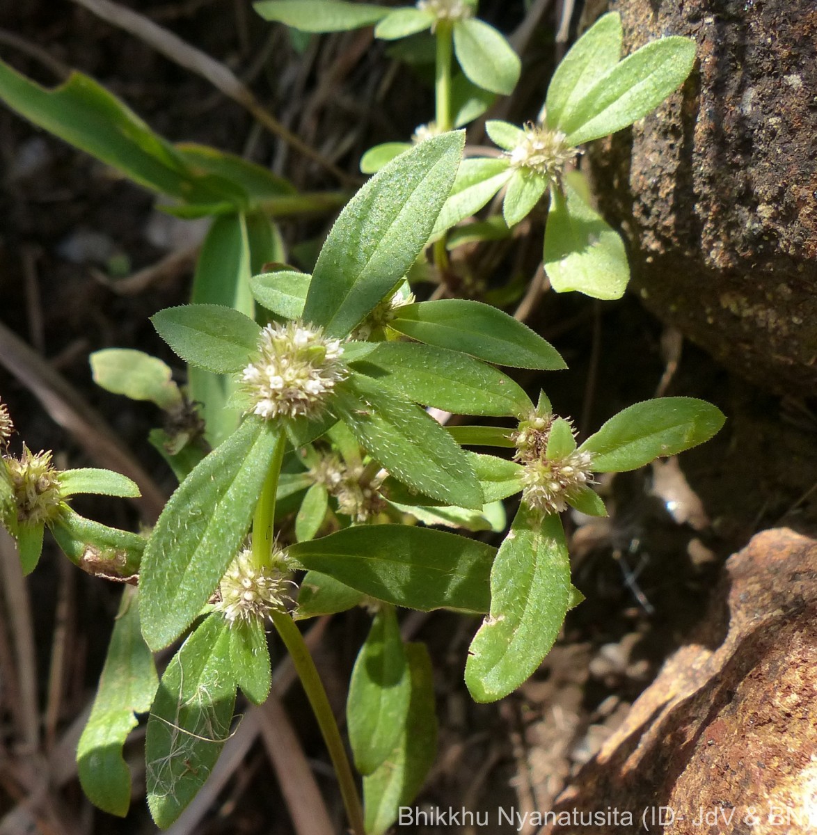Spermacoce prostrata Aubl.